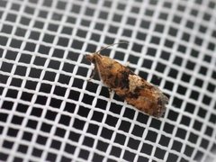 Spruce Bud Moth (Zeiraphera ratzeburgiana)