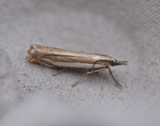 Grass-veneer (Crambus pascuella)