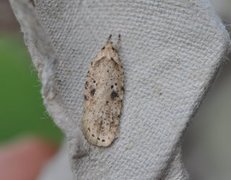 Agonopterix arenella