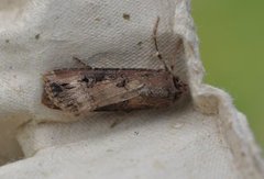 Langvingejordfly (Agrotis ipsilon)