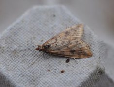 Rusty-dot Pearl (Udea ferrugalis)