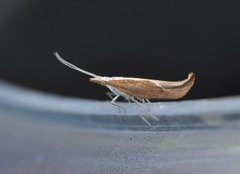 Honeysuckle Moth (Ypsolopha dentella)