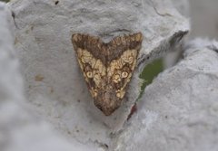 Frosted Orange (Gortyna flavago)
