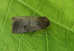 Lyst ringurtefly (Hoplodrina octogenaria)