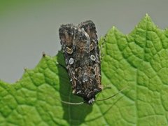 Gråbrunt sandjordfly (Euxoa tritici)