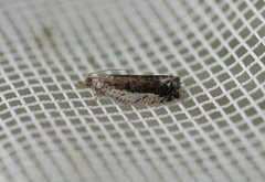 Small Birch Bell (Epinotia ramella)