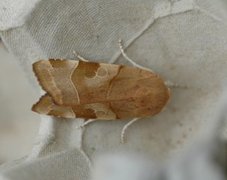 Broad-bordered Yellow Underwing (Noctua fimbriata)
