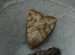 The Dun-bar (Cosmia trapezina)