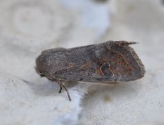Lead-coloured Drab (Orthosia populeti)