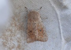Small Quaker (Orthosia cruda)