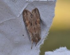 Brunt kappefly (Lithophane socia)