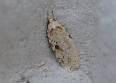 Agonopterix arenella