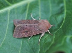 Punktseljefly (Orthosia gracilis)