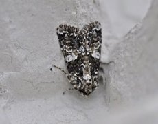Marbled Coronet (Hadena confusa)