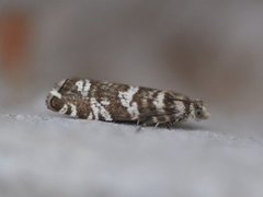 Common Spruce Bell (Epinotia tedella)