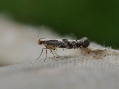 Apple Fruit Moth (Argyresthia conjugella)