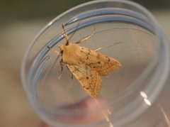 Yellow-line Quaker (Agrochola macilenta)