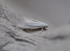 Elachista argentella