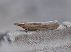 Gressmalmott (Anerastia lotella)