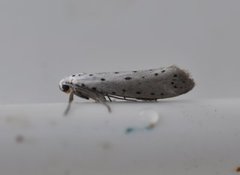 Orchard Ermine (Yponomeuta padella)