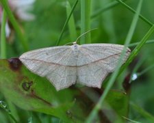 Grå syremåler (Timandra griseata)