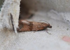 Barred Marble (Celypha striana)