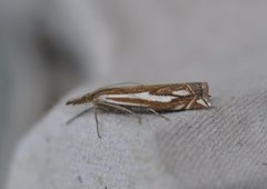 Scarce Grass-veneer (Crambus pratella)