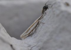 Grass-veneer (Crambus pascuella)