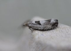Small Birch Bell (Epinotia ramella)