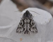 Early Grey (Xylocampa areola)