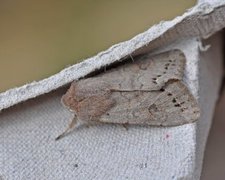 Lead-coloured Drab (Orthosia populeti)