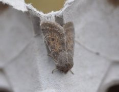 Lead-coloured Drab (Orthosia populeti)