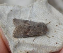 Lead-coloured Drab (Orthosia populeti)