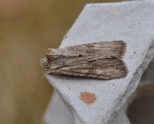 Pale Pinion (Lithophane socia)