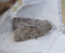 Lead-coloured Drab (Orthosia populeti)