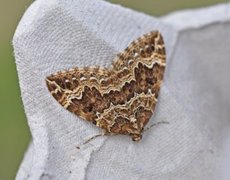 Water Carpet (Lampropteryx suffumata)