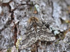 Brindled Beauty (Lycia hirtaria)