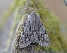 Rannoch Sprawler (Brachionycha nubeculosa)