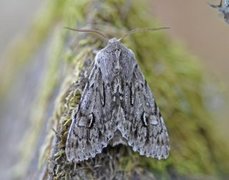 Vårlurvefly (Brachionycha nubeculosa)