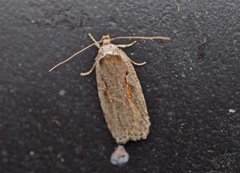 Agonopterix ocellana