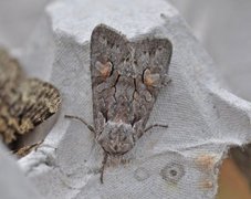 Gaffelkappefly (Lithophane furcifera)