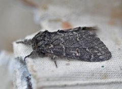 Large Dark Prominent (Notodonta torva)