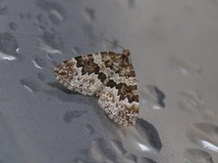 Broken-barred Carpet (Electrophaes corylata)