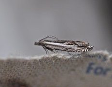 Stripesigdvikler (Ancylis apicella)