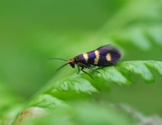 Yellow-barred Gold (Micropterix aureatella)
