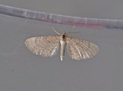 Marimjelledvergmåler (Eupithecia plumbeolata)