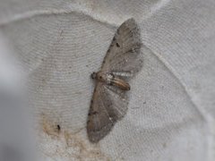 Brun dvergmåler (Eupithecia absinthiata)