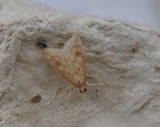 Rusty-dot Pearl (Udea ferrugalis)