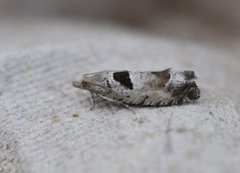 Small Birch Bell (Epinotia ramella)