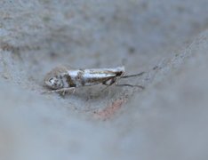 Downland Argent (Argyresthia abdominalis)